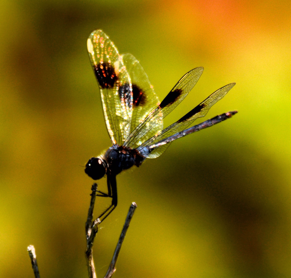 dragonfly