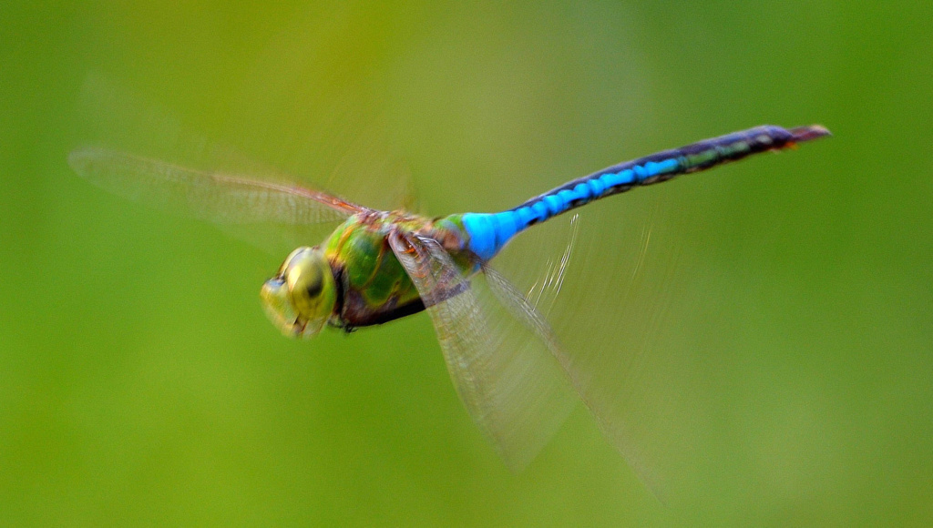 dragonfly