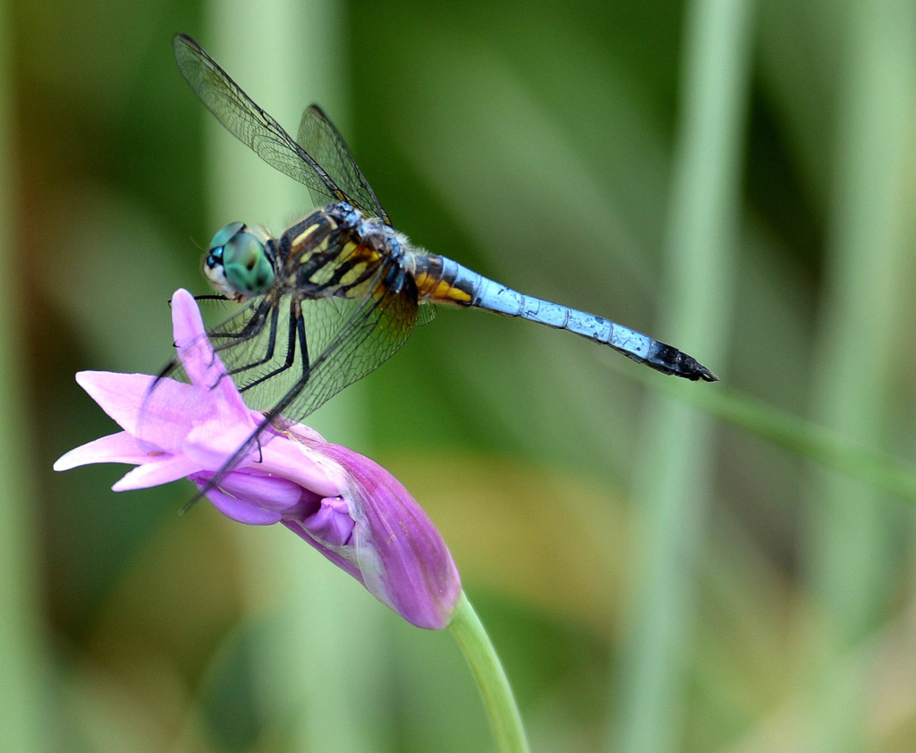 dragonfly