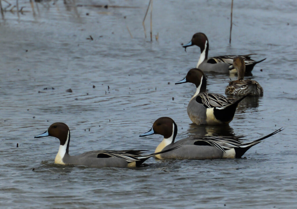 Northern Pintails, Bombay Hook NWR, 3/15/2015