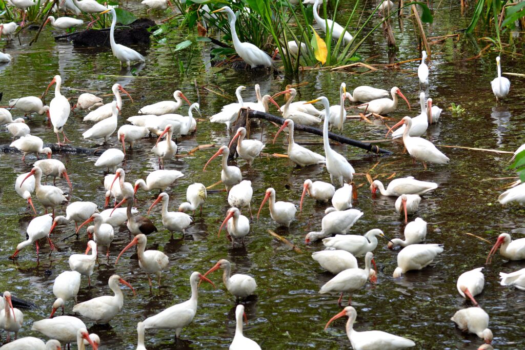 Ibis and egrets, Corkscrew Swamp, 02/23/2017