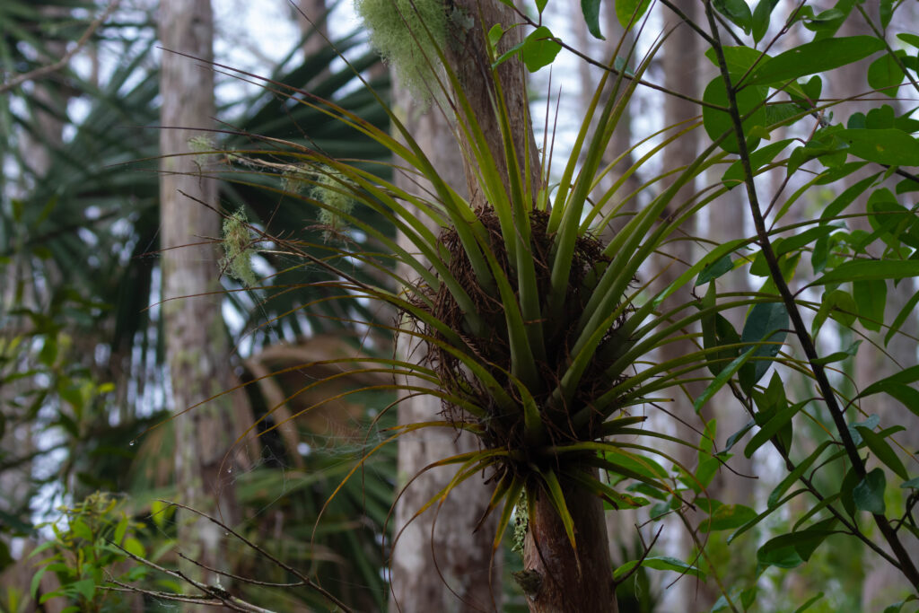 Air plant growing on the side of a tree, Corkscrew Swamp, 2/18/2022