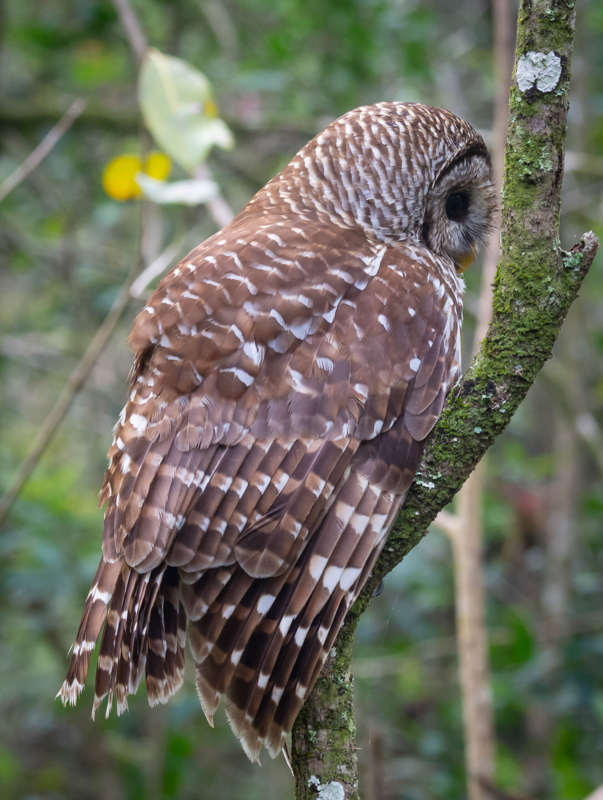 Barred Owl 1, Corkscrew Swamp, 02/18/2022