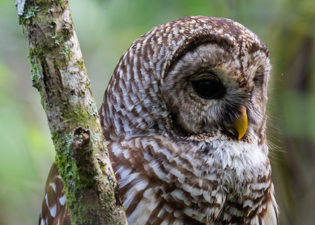 Barred Owl, Corkscrew Swamp, 02/18/2022