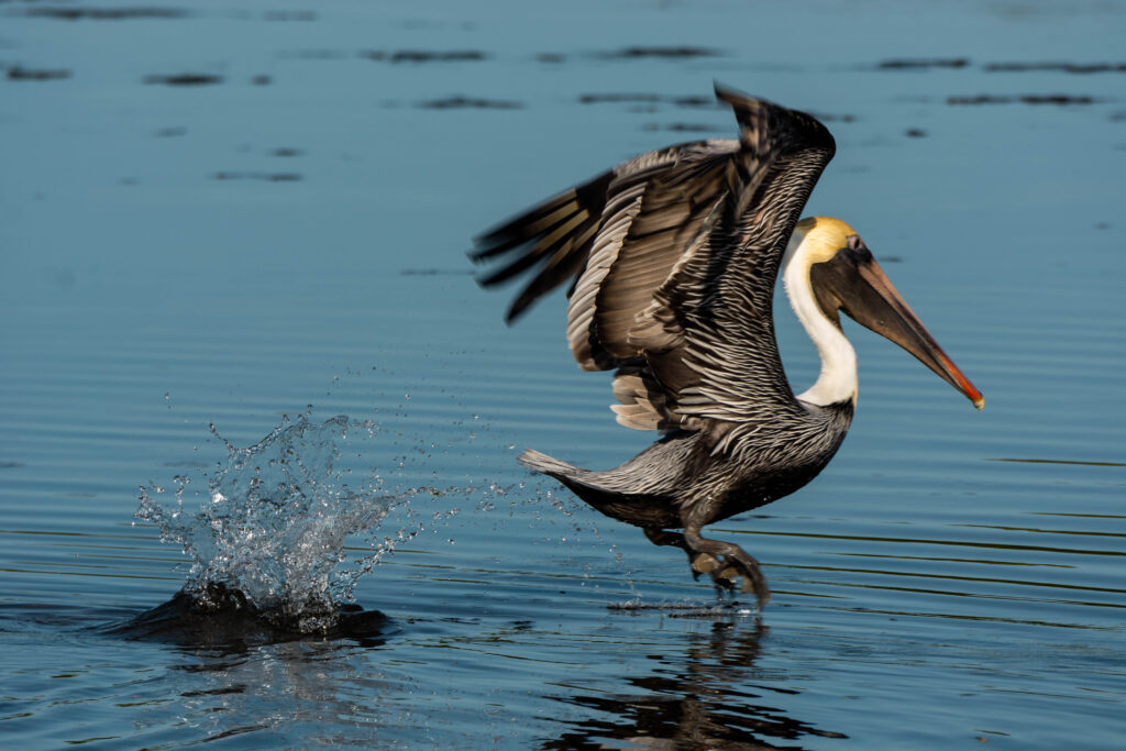  Brown Pelican, JN “Ding” Darling NWR, 2/16/2022