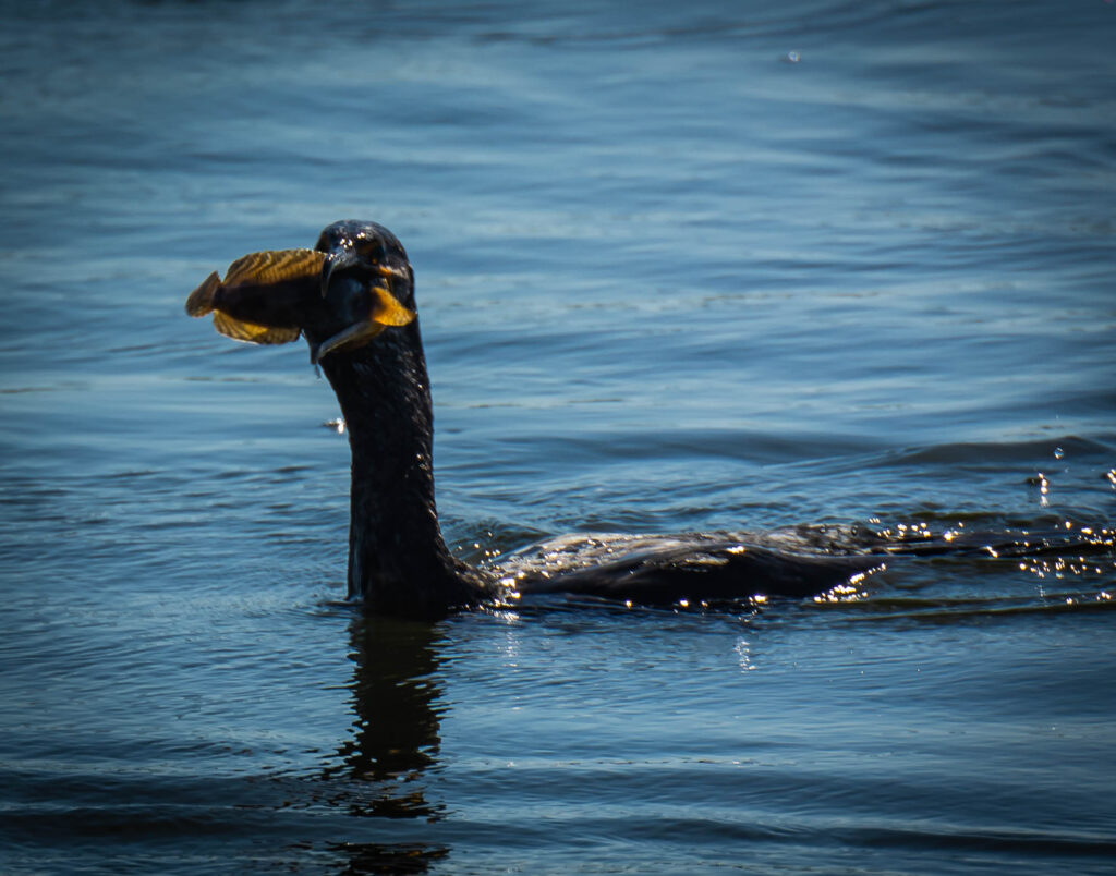 Cormorant with a fish.