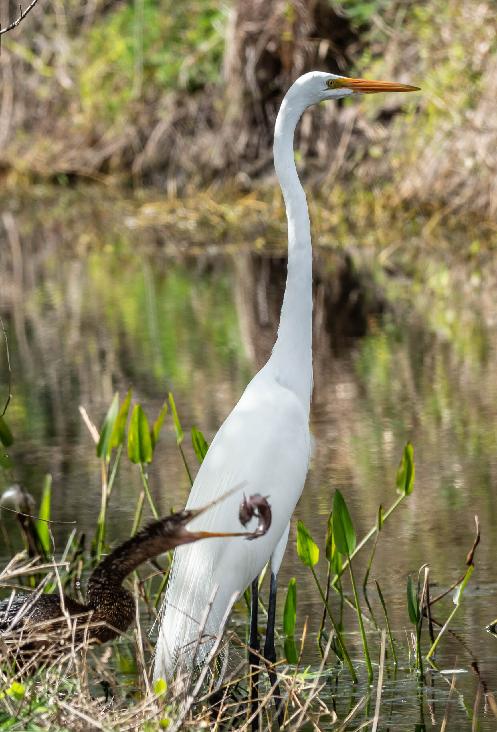 CREW Bird Rookery Swamp – 2/18/2022 - Birds Eat Free Foundation