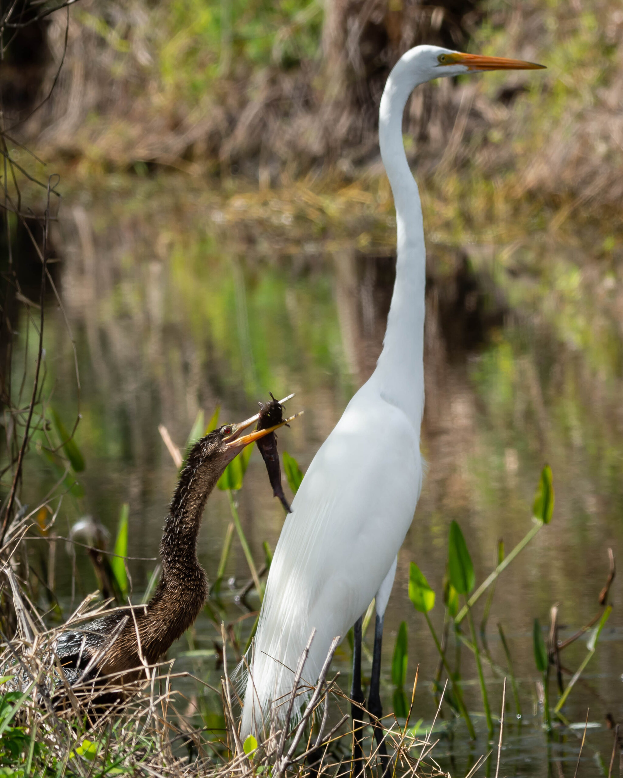 CREW Bird Rookery Swamp – 2/18/2022 - Birds Eat Free Foundation