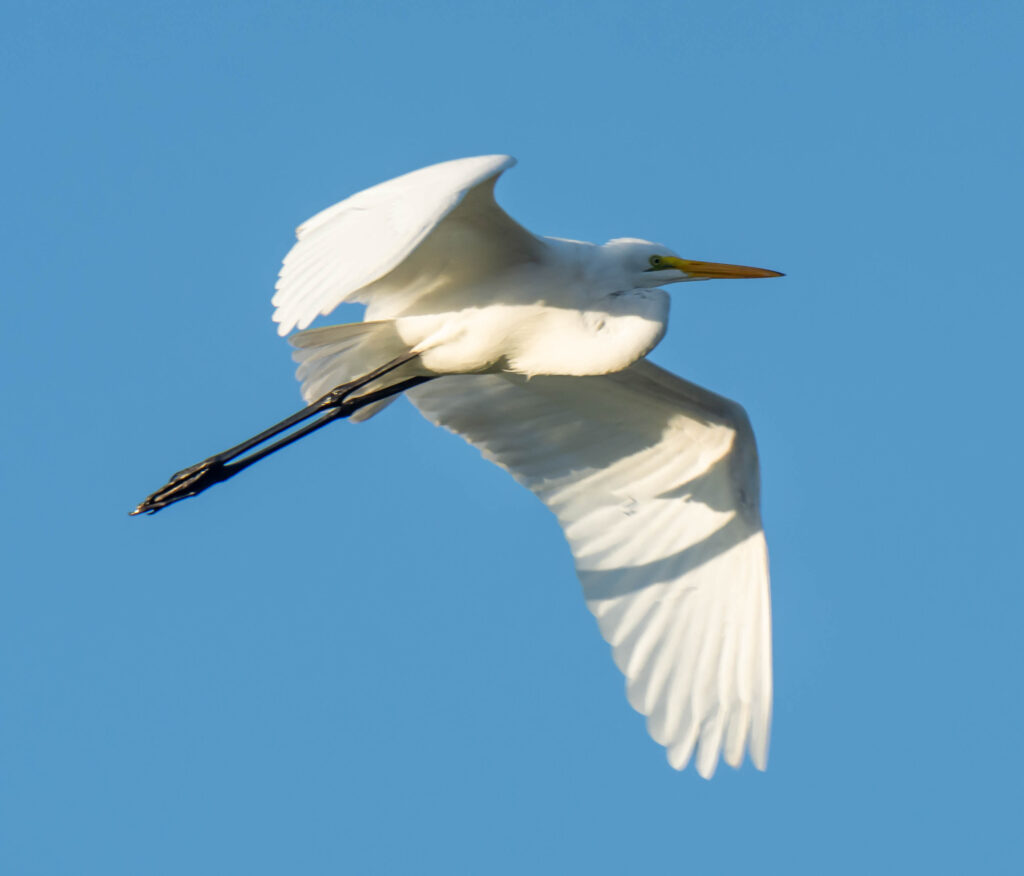 The Not-So-Great Egret, flying away: “I really hate those guys!”