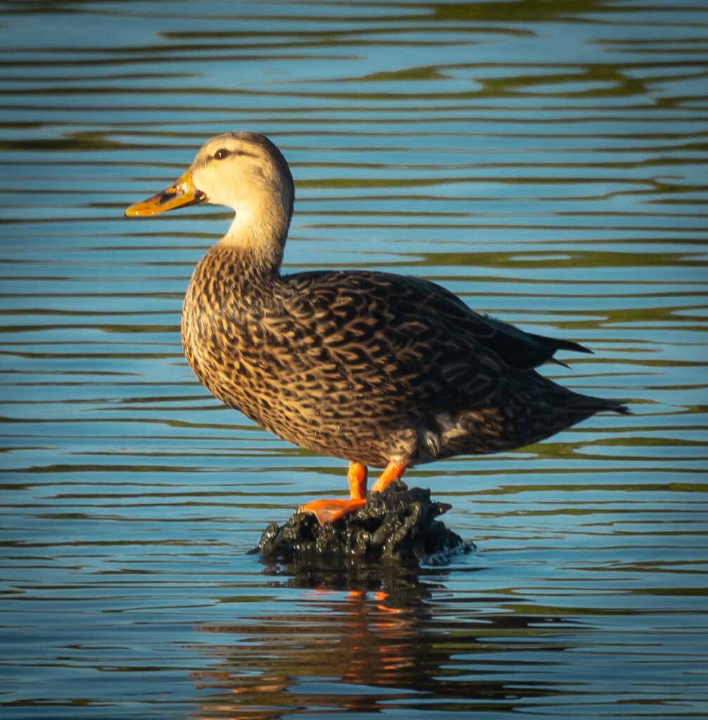 Mottled Duck -- range is just along the gulf.