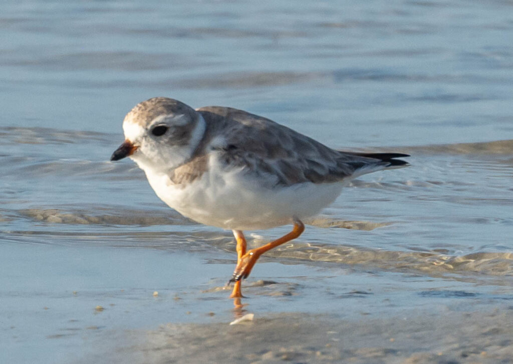 Piping Plovers, Bunche Beach, 2/21/2022