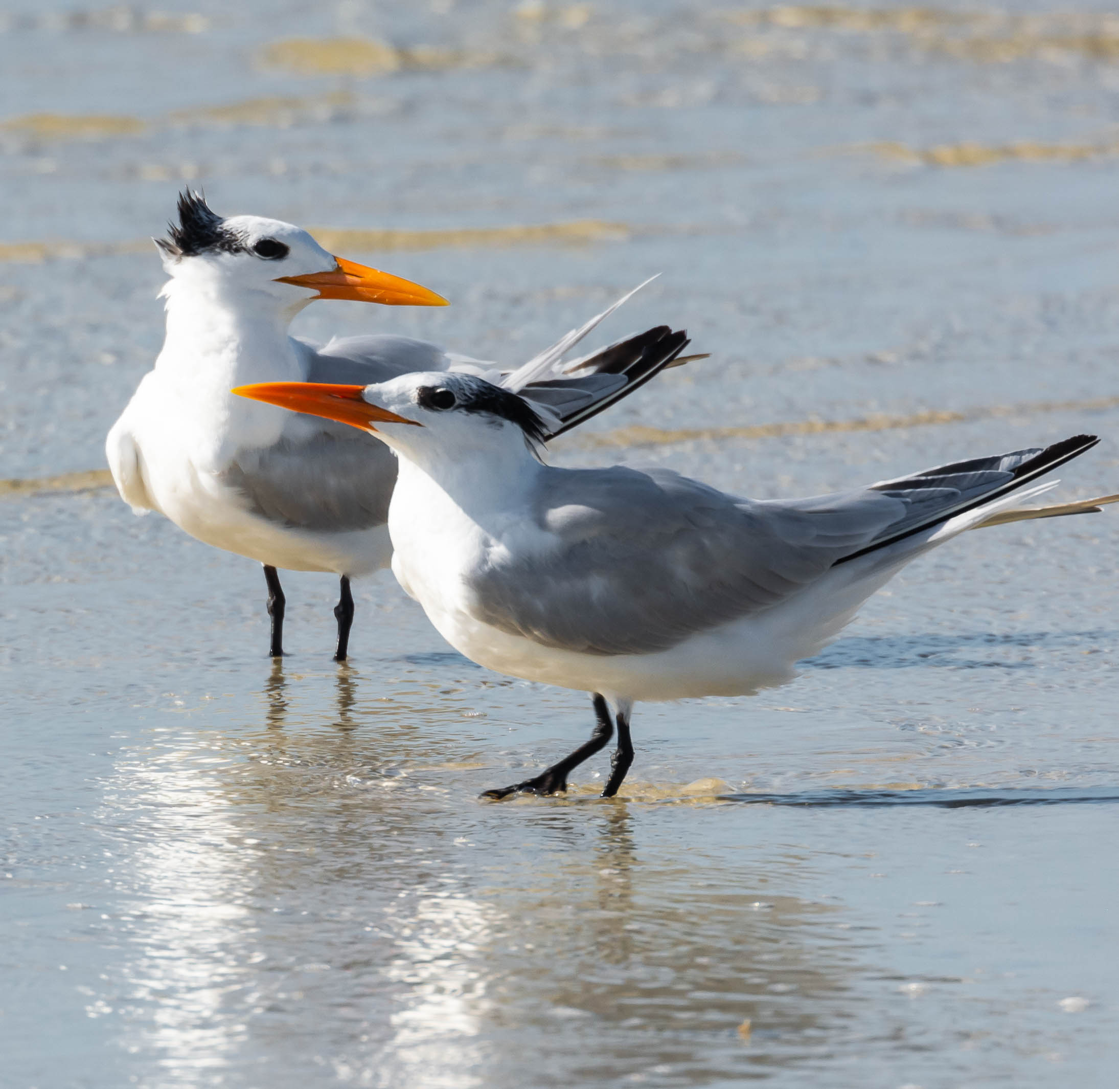 Royal Terns, Bunche Beach, Florida, 2/21/2022
